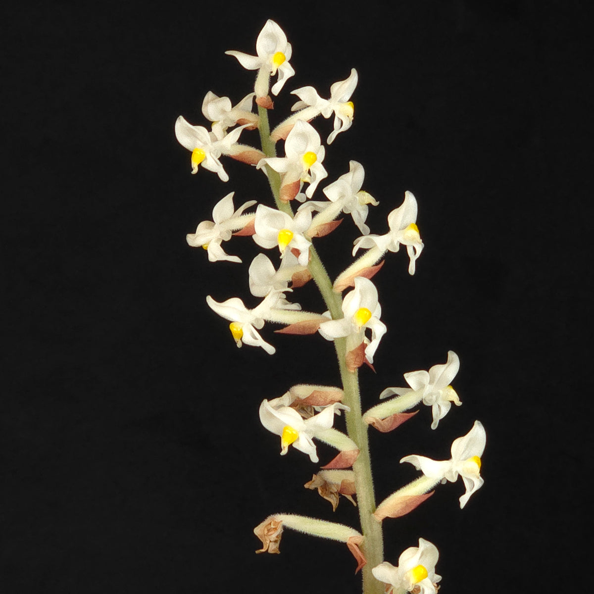 Ludisia discolor – Jewel Orchid upright flower spike