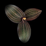 Ludisia discolor – Jewel Orchid dark velvety foliage with fine contrasting veins