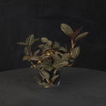 Ludisia discolor Jewel Orchid large ex-propagation clump with spreading leafy stems in a black pot