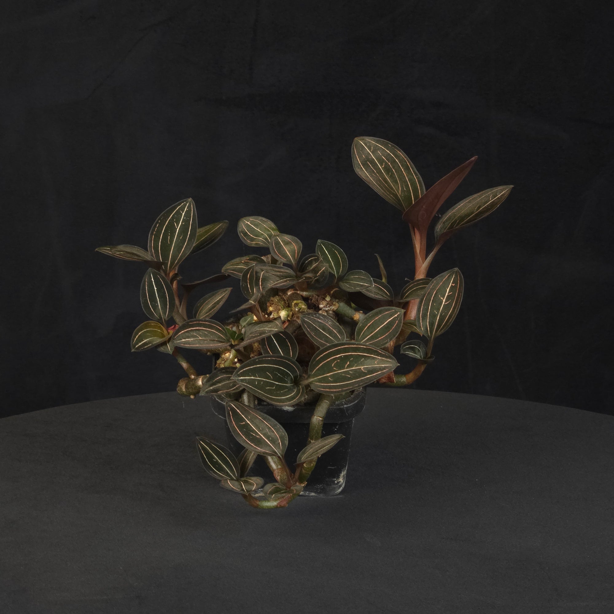 Ludisia discolor Jewel Orchid large ex-propagation clump with spreading leafy stems in a black pot