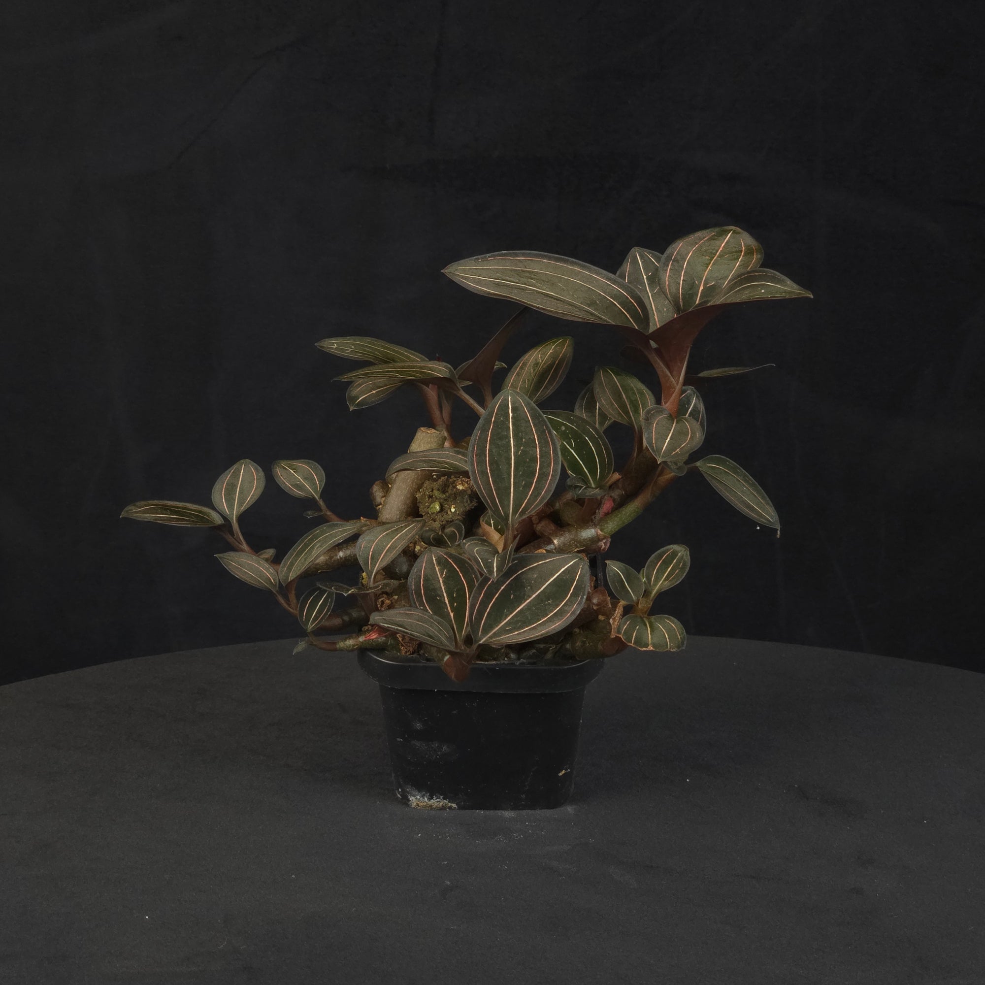 Ludisia discolor Jewel Orchid large ex-propagation clump with broad, spreading growth in a black pot