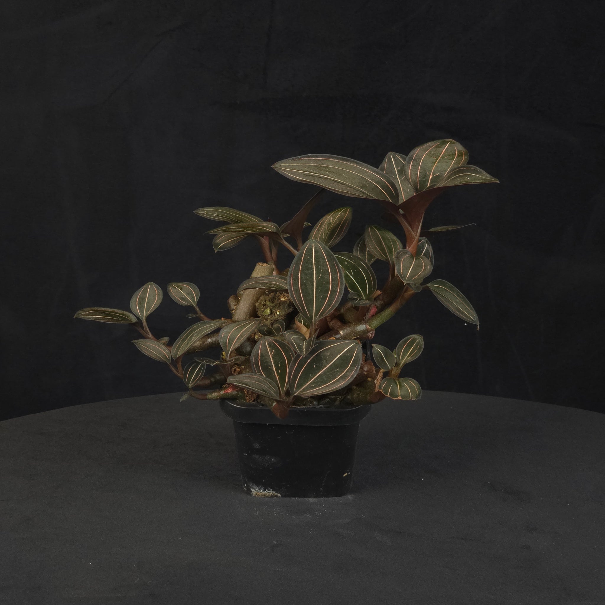 Ludisia discolor Jewel Orchid large ex-propagation clump with broad, spreading growth in a black pot