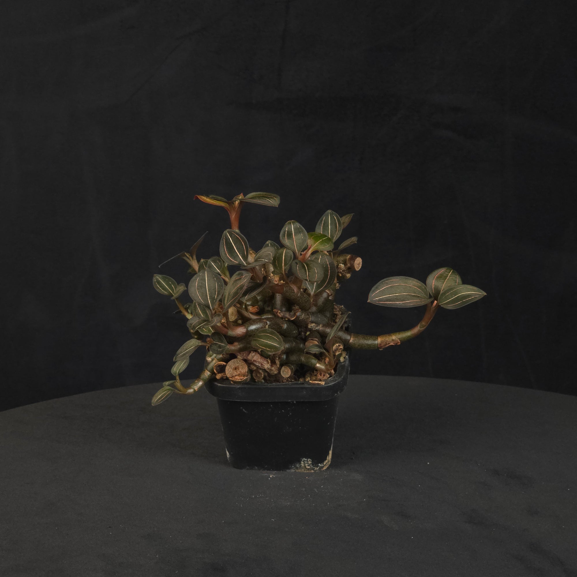 Ludisia discolor Jewel Orchid large ex-propagation clump with clustered leafy stems in a black pot