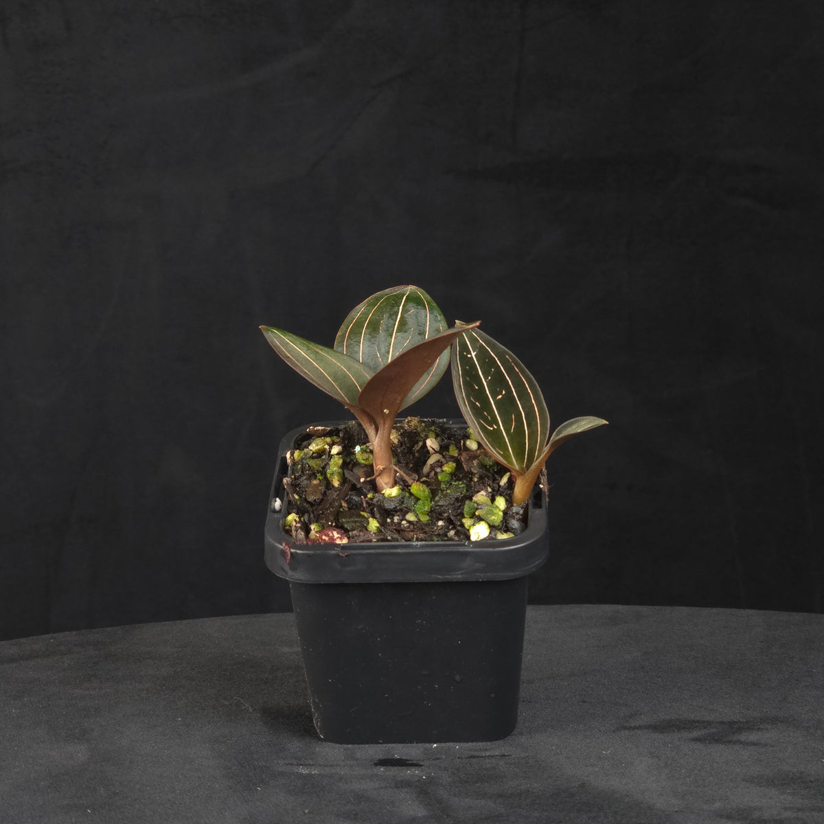 Ludisia discolor – Jewel Orchid growing in a black pot