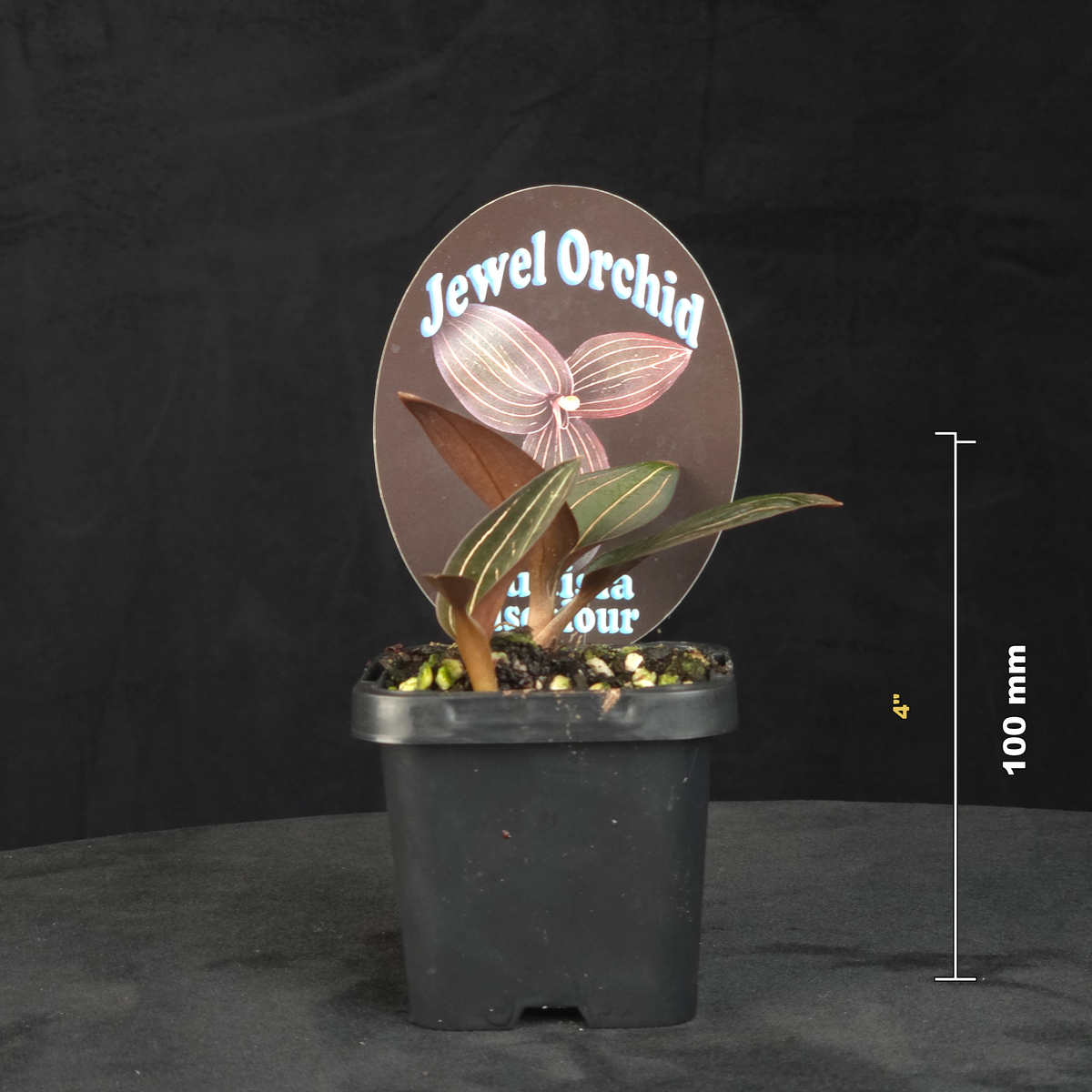 Ludisia discolor – Jewel Orchid potted plant shown with size reference