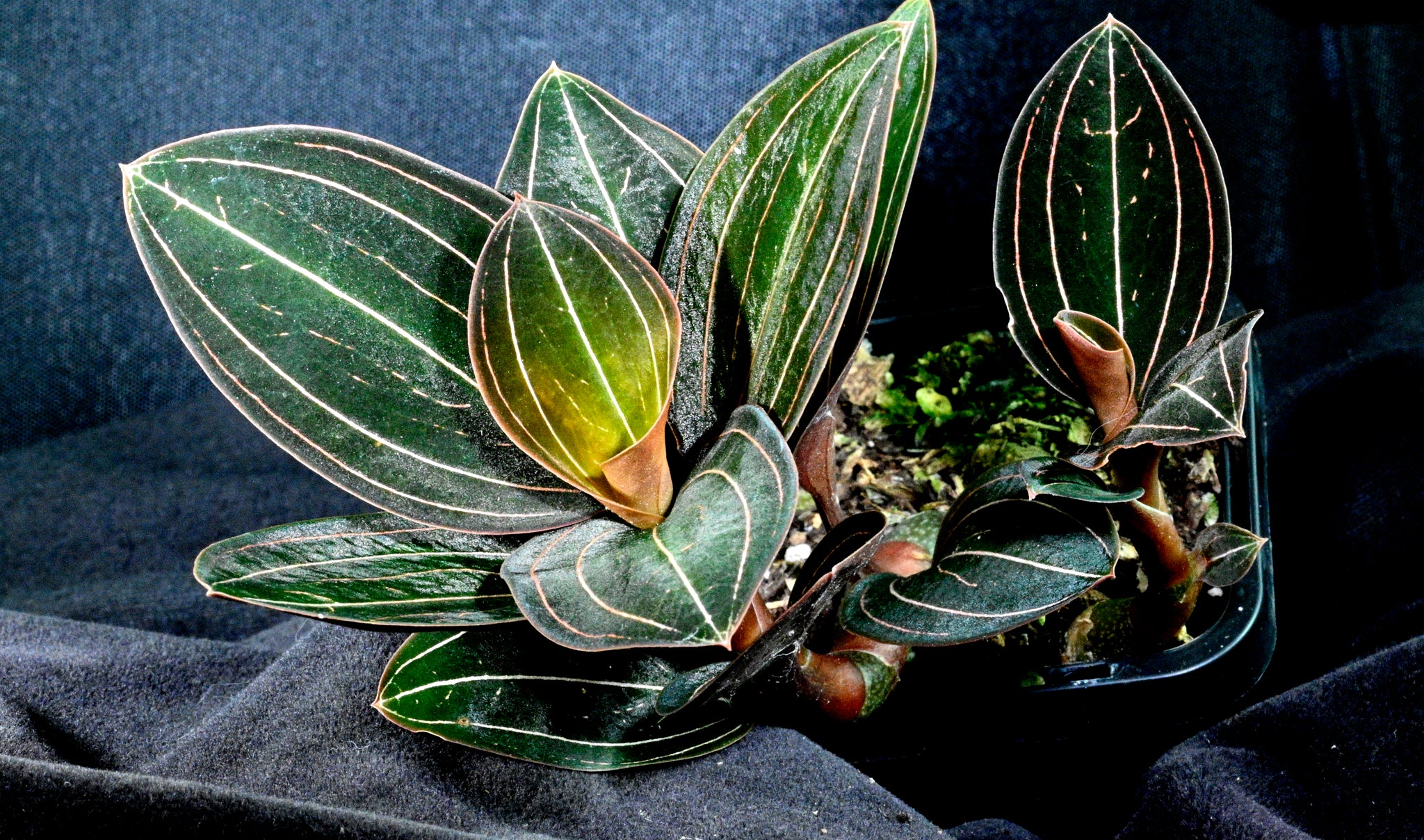 Ludisia discolour 'The Jewel Orchid'