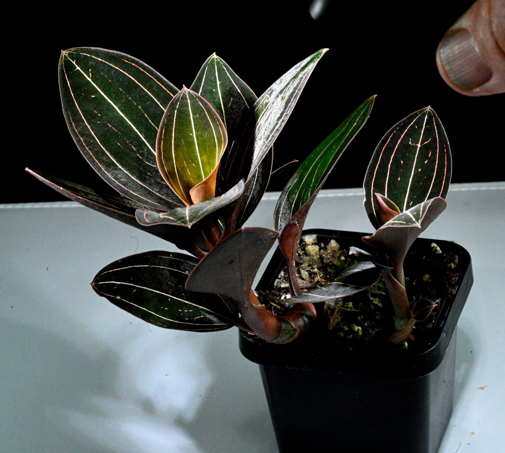 Ludisia discolour 'The Jewel Orchid'