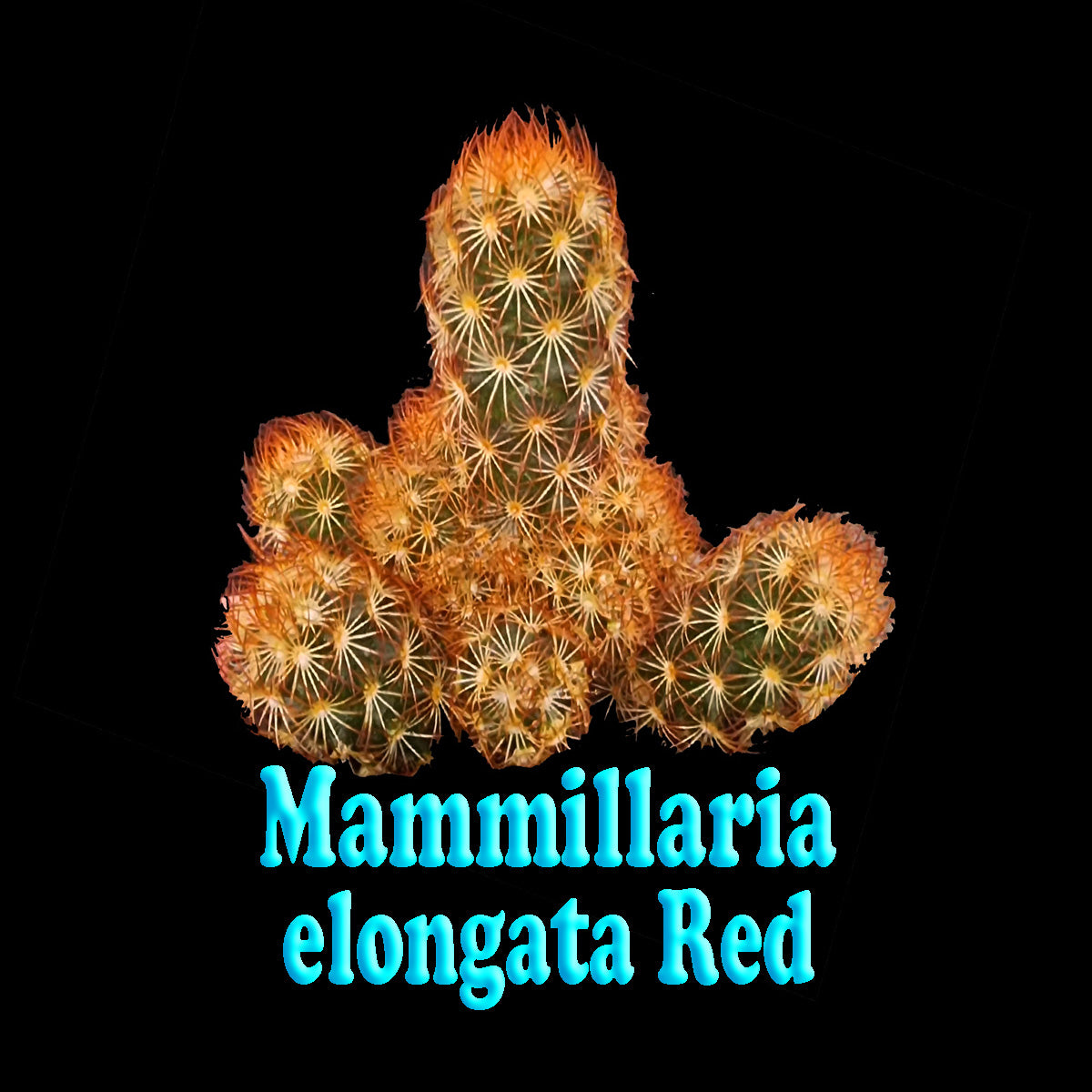 Mammillaria elongata Red clustered cactus with orange-red spines