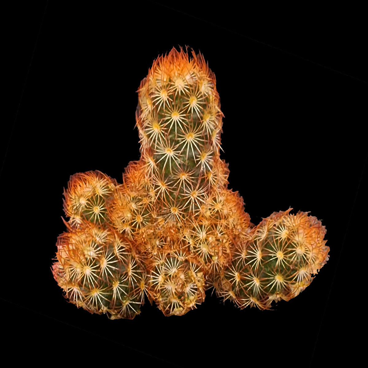 Mammillaria elongata Red cactus with dense orange-spined clustered stems