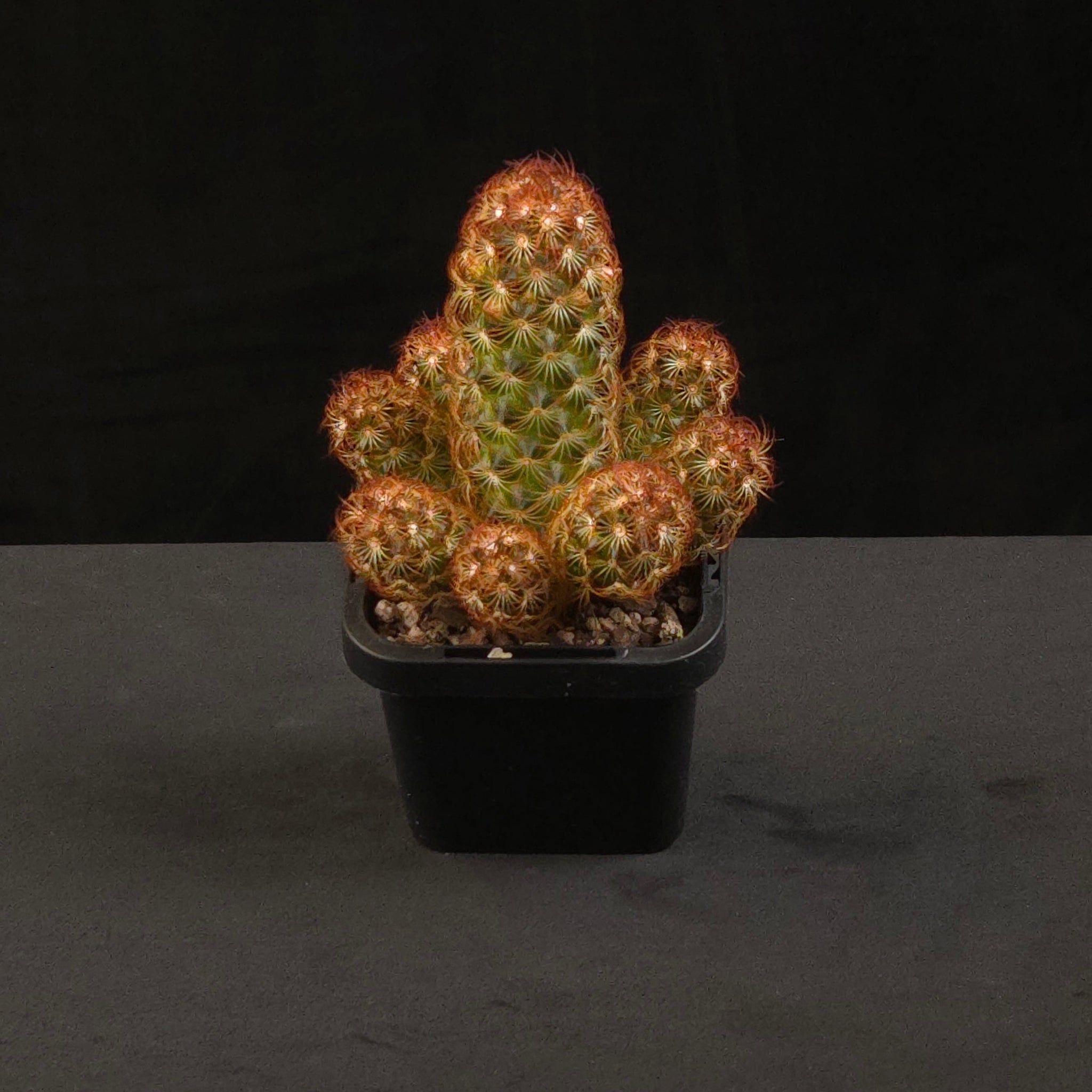 Mammillaria elongata Red cactus growing in a black nursery pot
