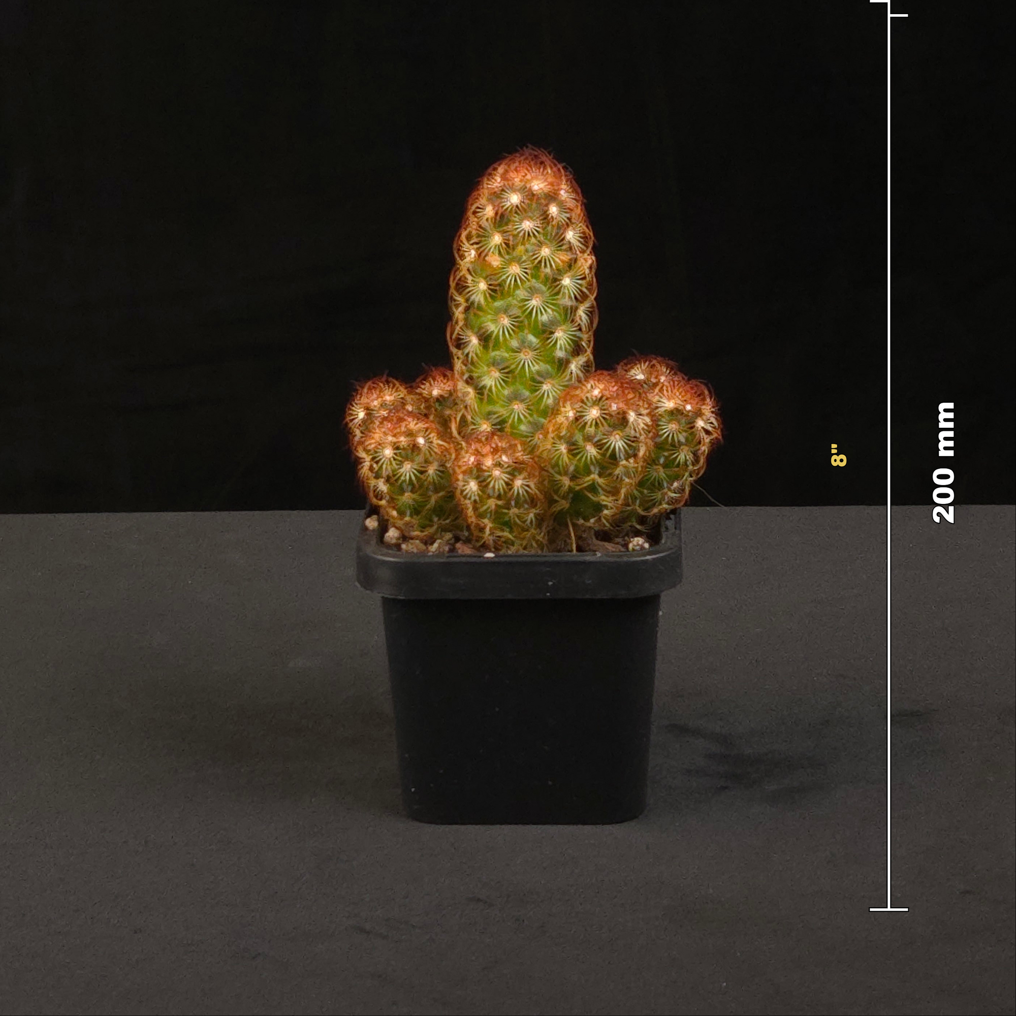 Mammillaria elongata Red potted cactus shown with size reference