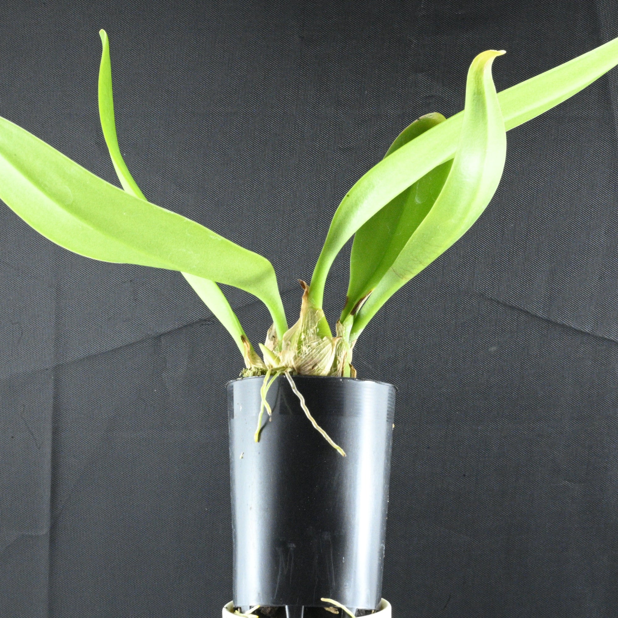 Bulbophyllum mastersianum