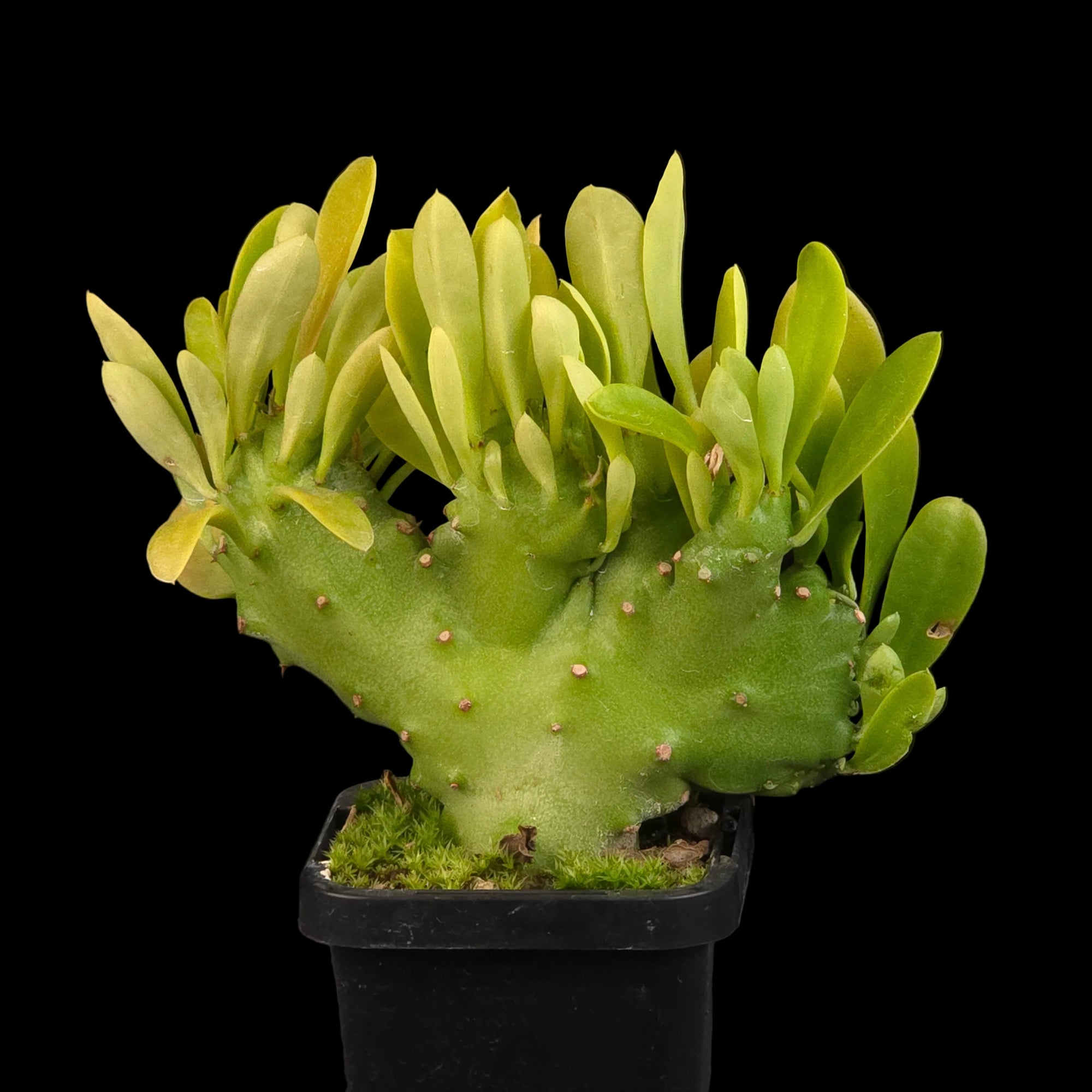 Monadenium stapelioides f. cristata with broad crested green growth