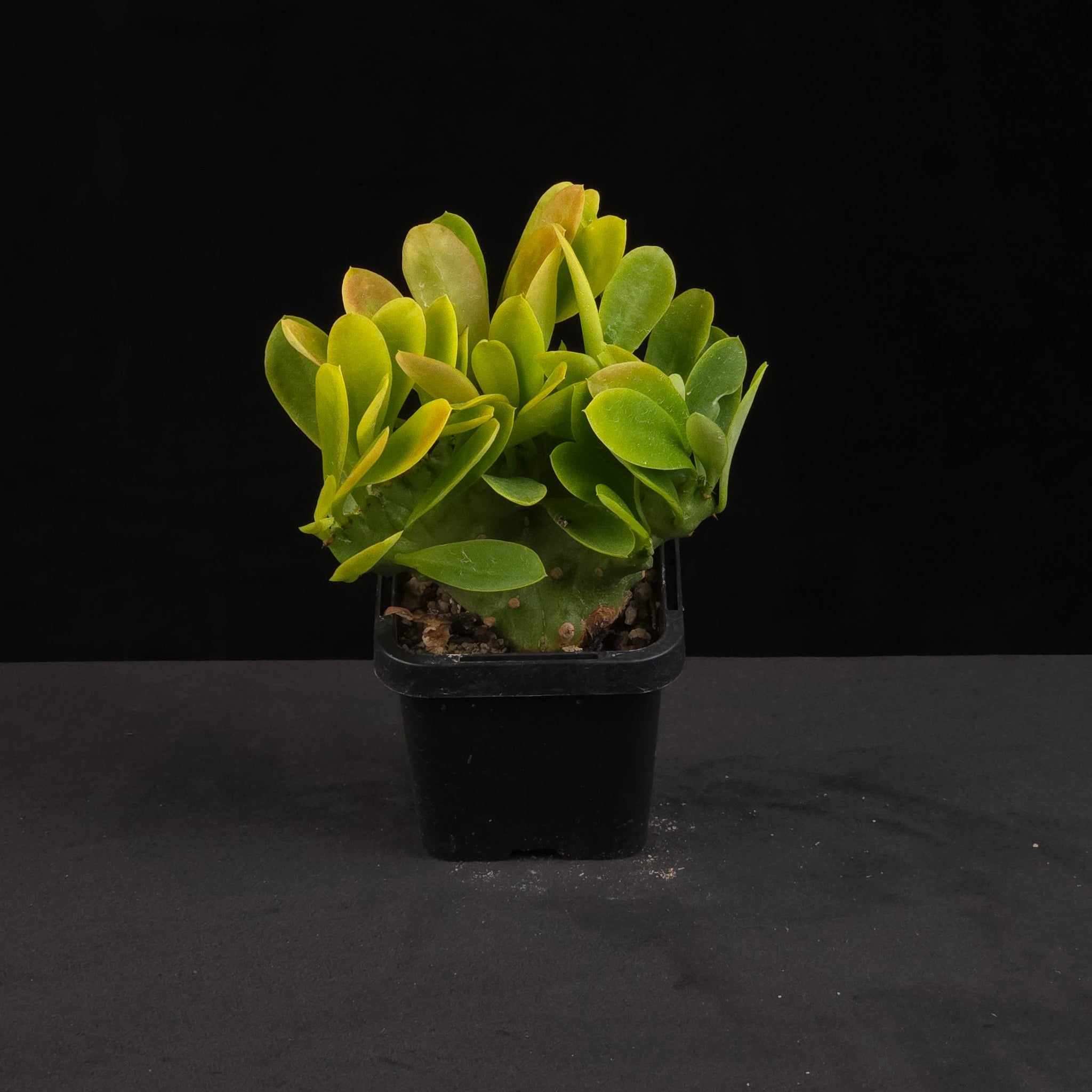 Monadenium stapelioides f. cristata growing in black nursery pot