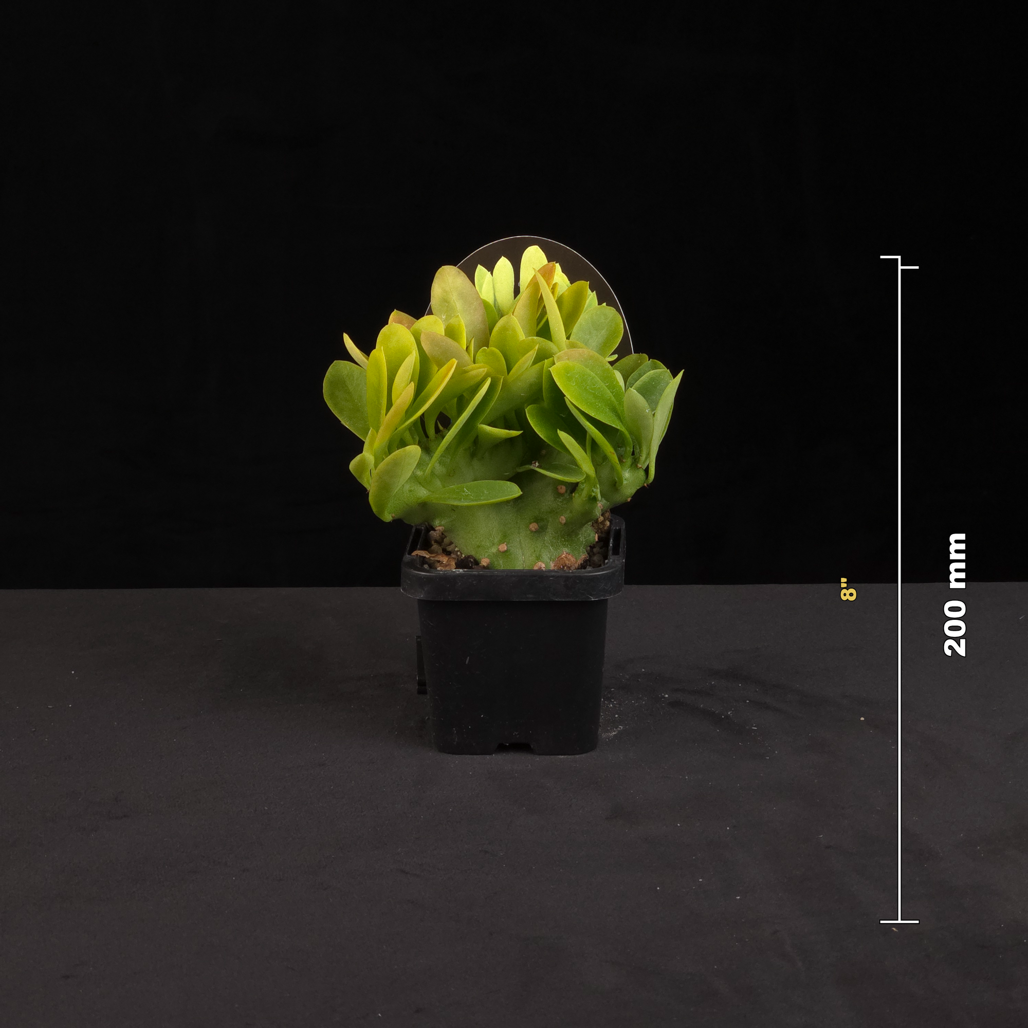 Monadenium stapelioides f. cristata potted plant with size reference