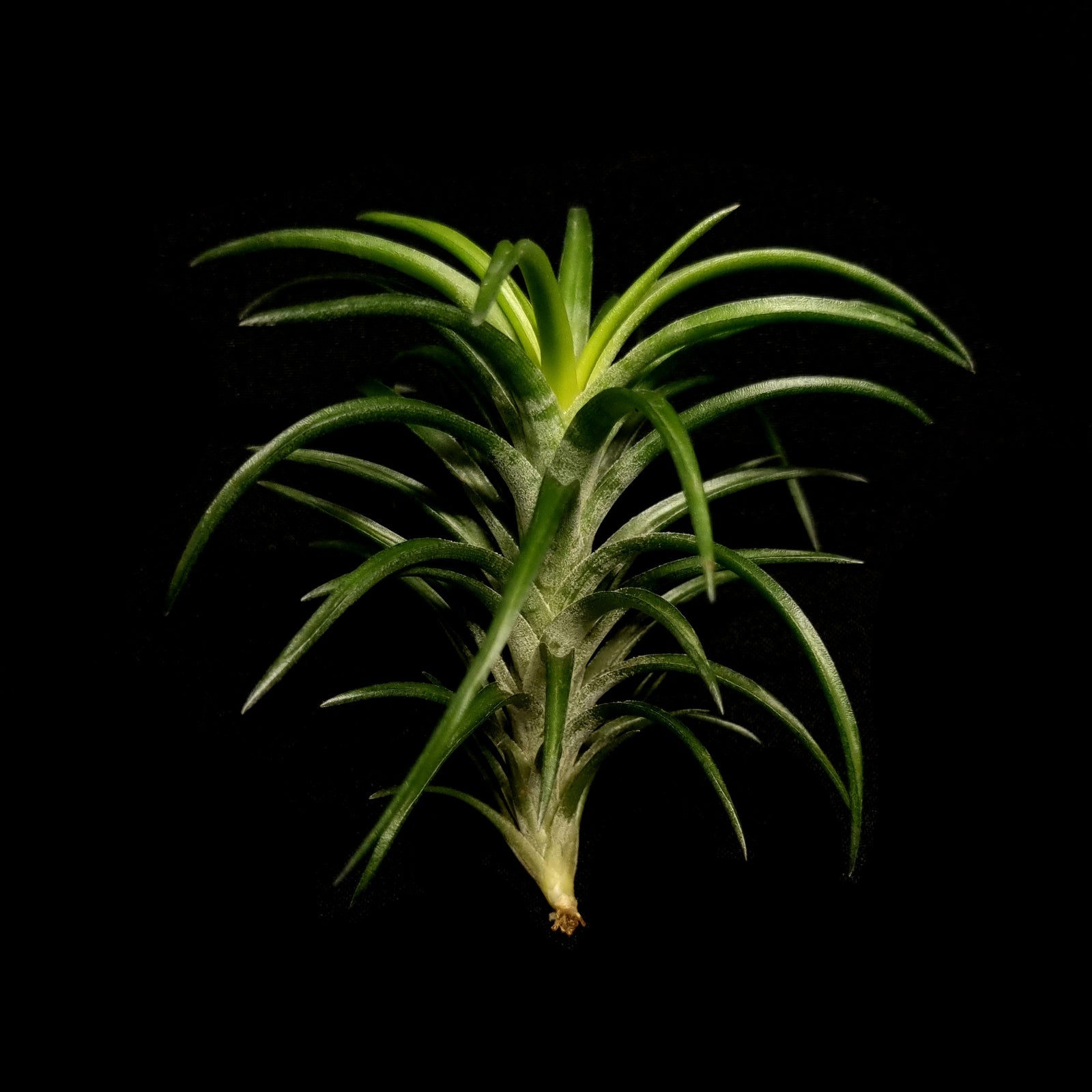 Tillandsia neglecta