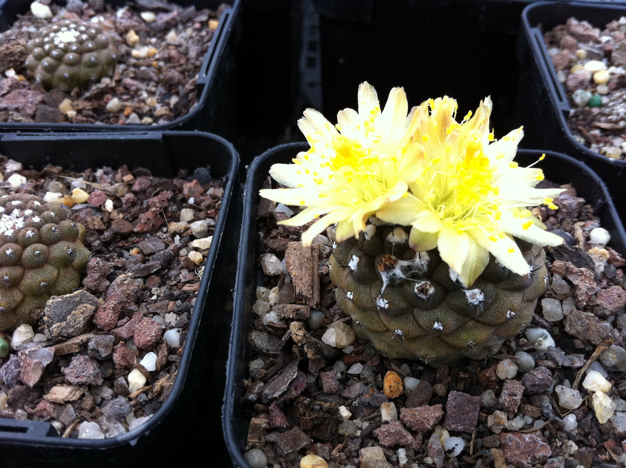 Copiapoa hypogaea