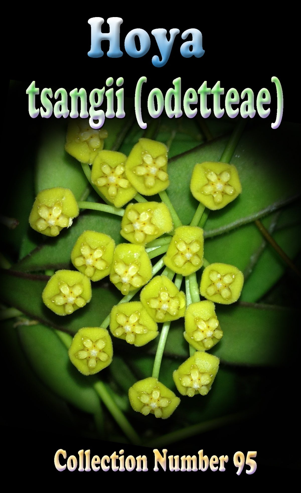 Hoya tsangii odetteae H095 showing clustered yellow green flowers