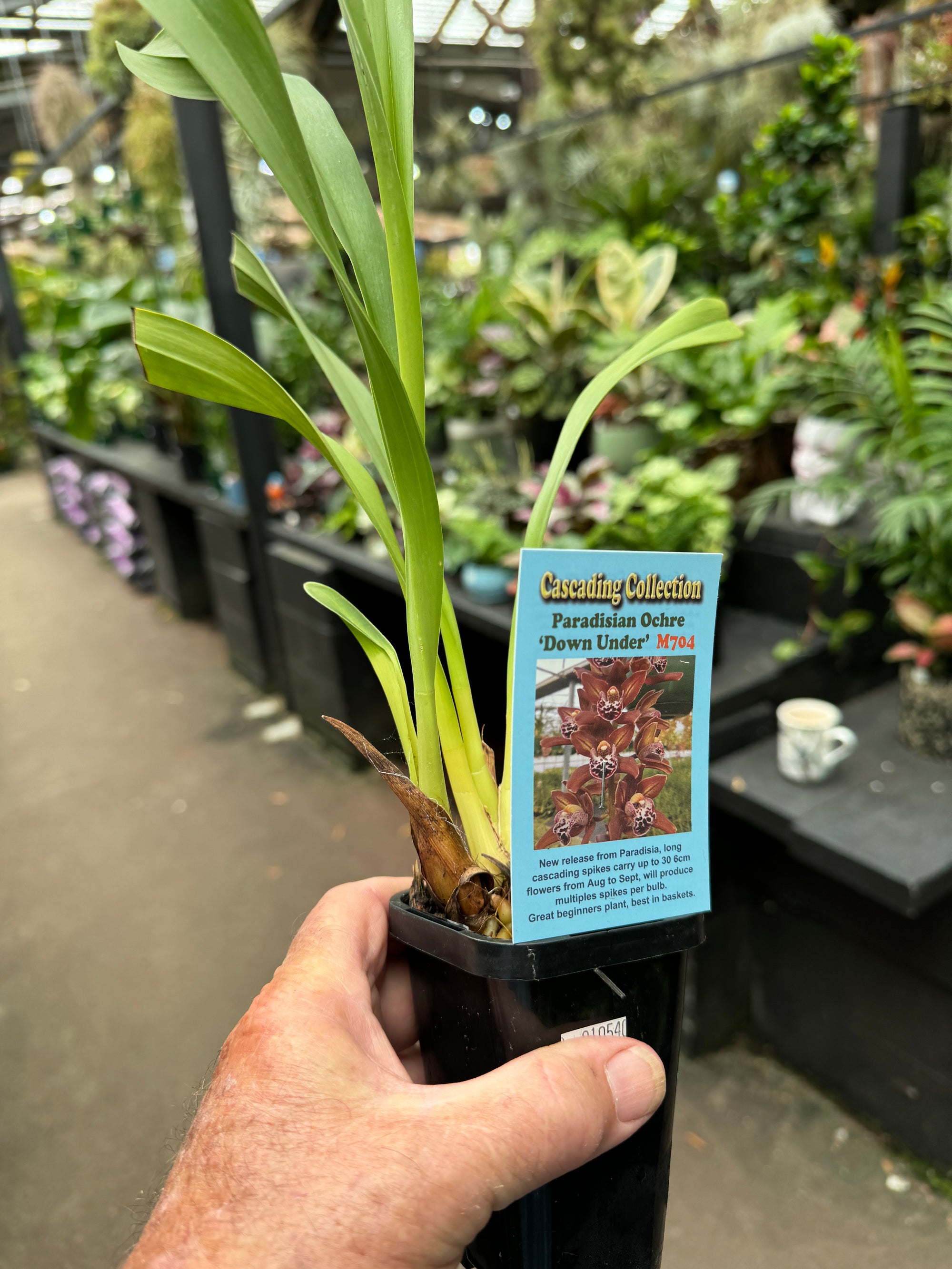 Cymbidium Paradisian Ochre 'Eureka ' Pendulous