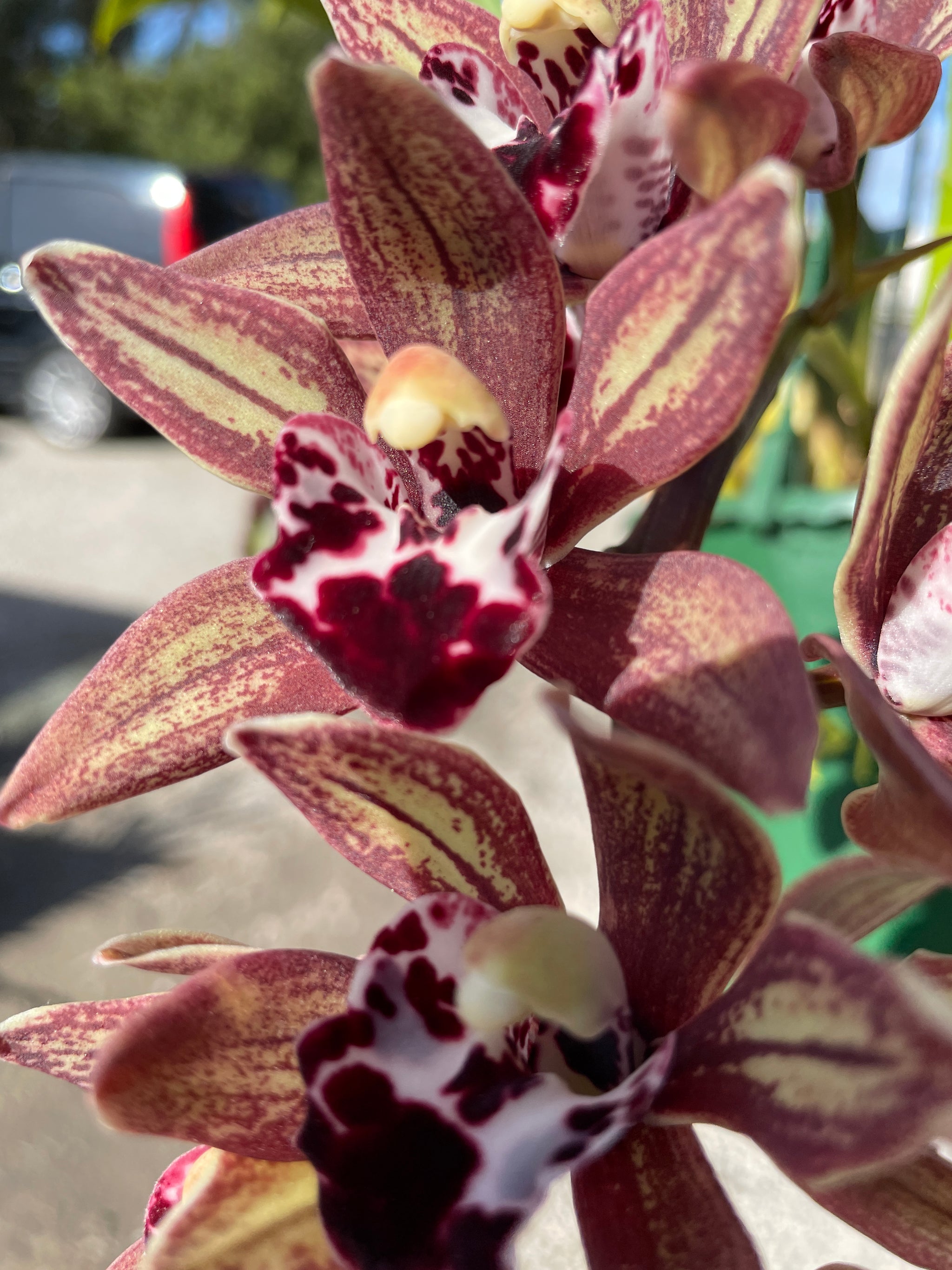 Cymbidium Paradisian Ochre 'Eureka ' Pendulous