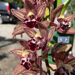 Cymbidium Paradisian Ochre 'Eureka ' Pendulous