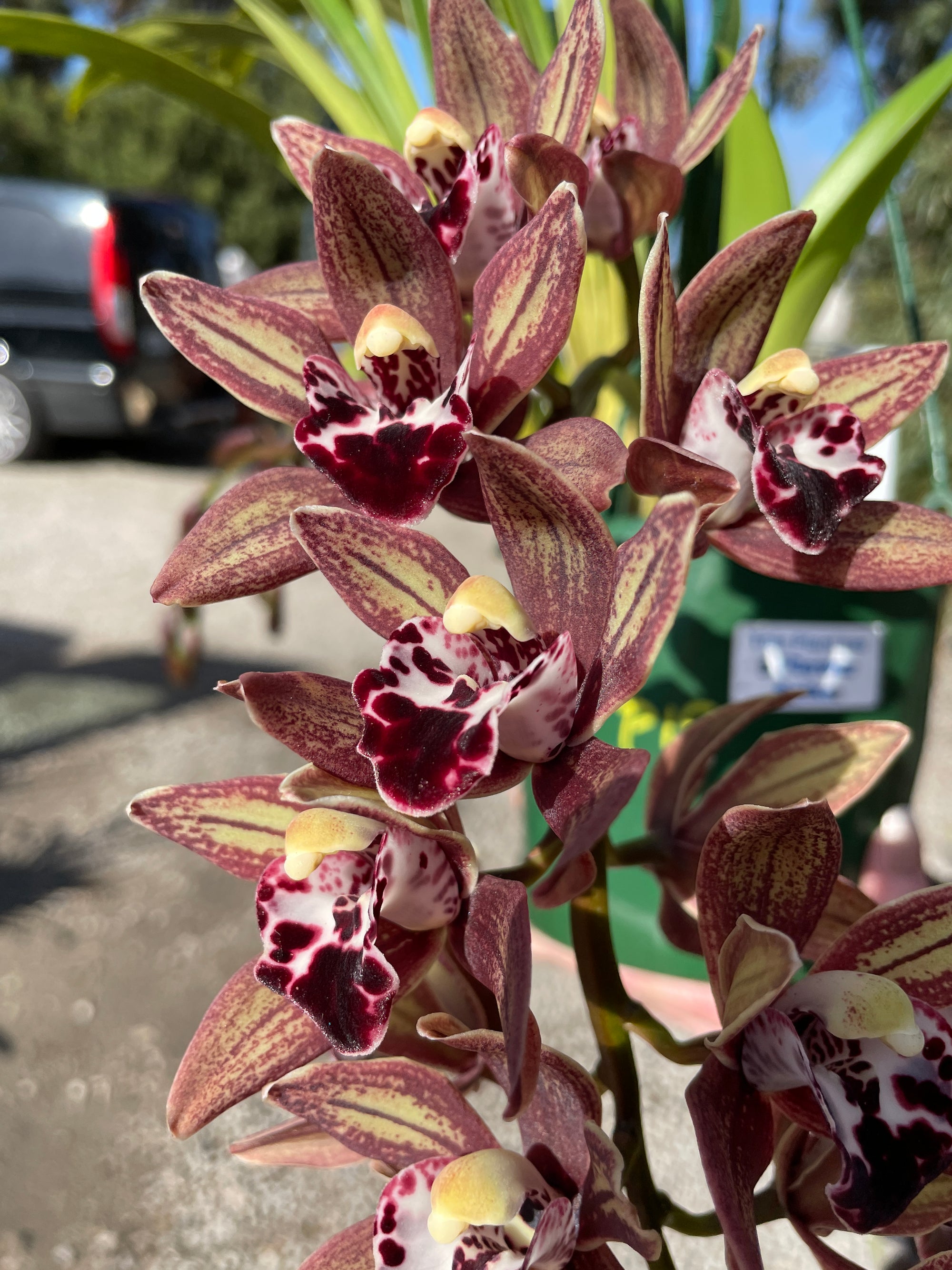 Cymbidium Paradisian Ochre 'Eureka ' Pendulous