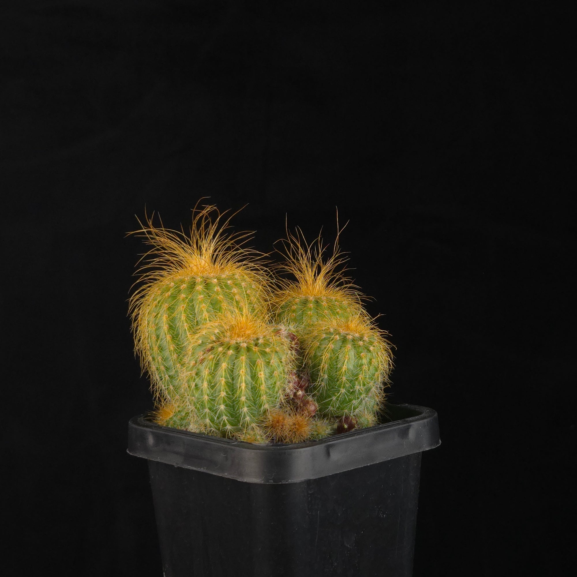 Parodia leninghausii – Clustering Form with two prominent stems and smaller offsets in a black pot