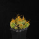 Parodia leninghausii – Clustering Form with several rounded golden-spined stems in a black pot