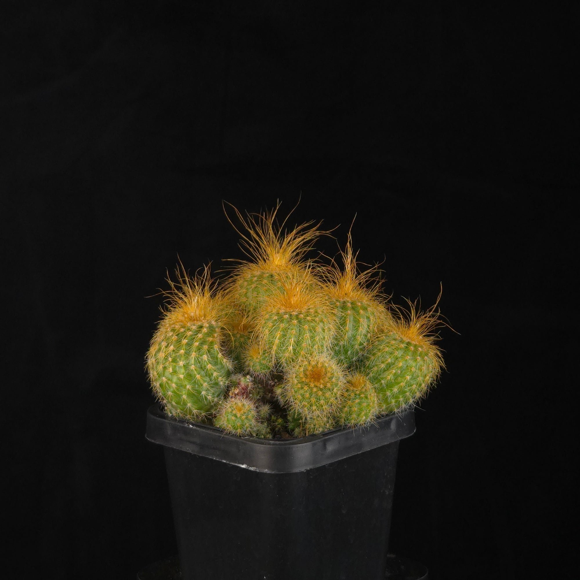 Parodia leninghausii – Clustering Form with several rounded golden-spined stems in a black pot