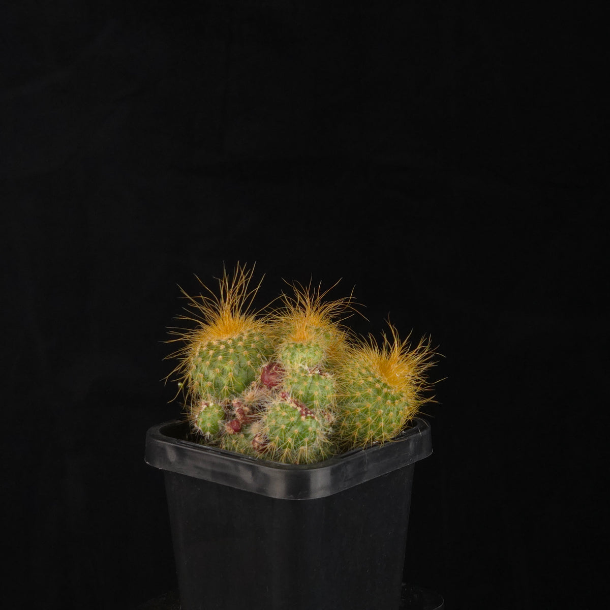 Parodia leninghausii – Clustering Form with an irregular cluster of upright stems in a black pot