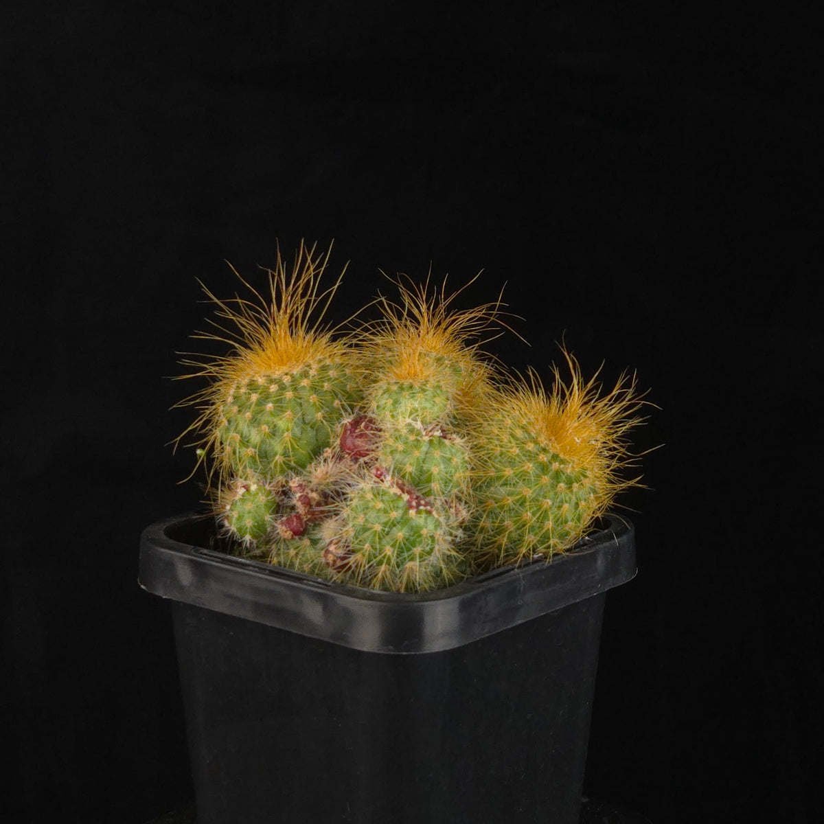 Parodia leninghausii – Clustering Form with multiple closely packed golden-spined stems in a black pot