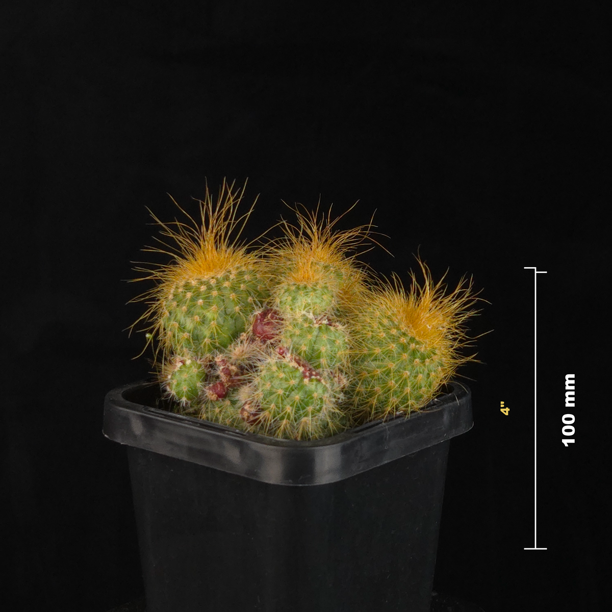 Parodia leninghausii – Clustering Form potted plant shown with size reference