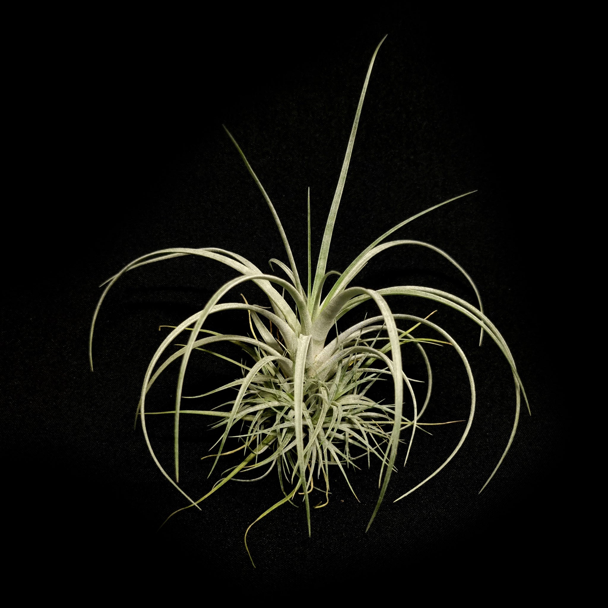 Tillandsia pringlei