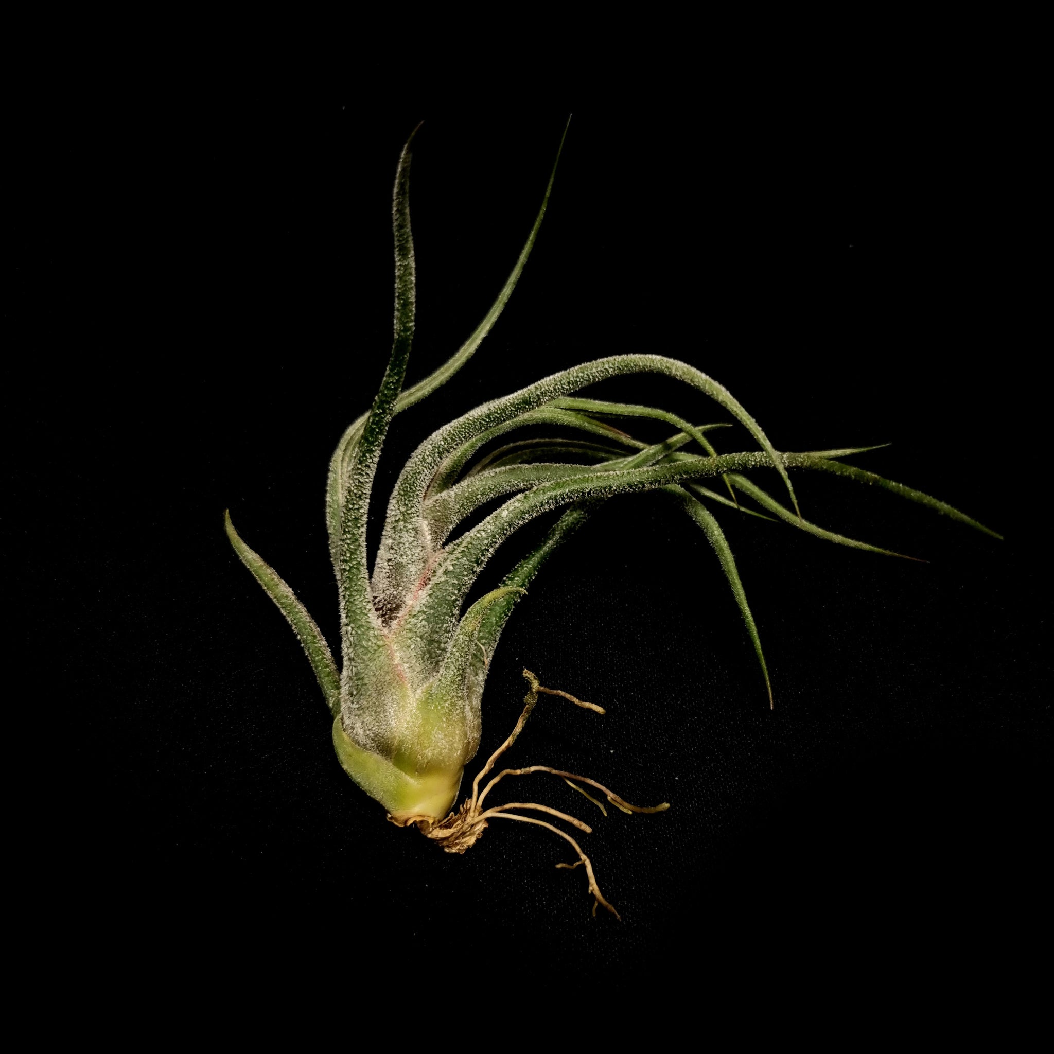 Tillandsia pruinosa