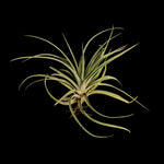 Tillandsia riohondoensis