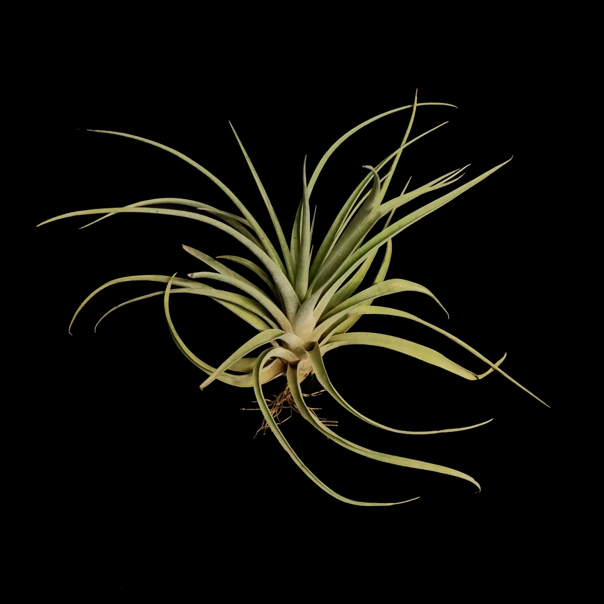 Tillandsia riohondoensis