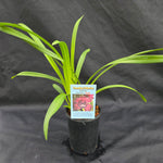 Cymbidium Ten Pin 'Tee Pee'