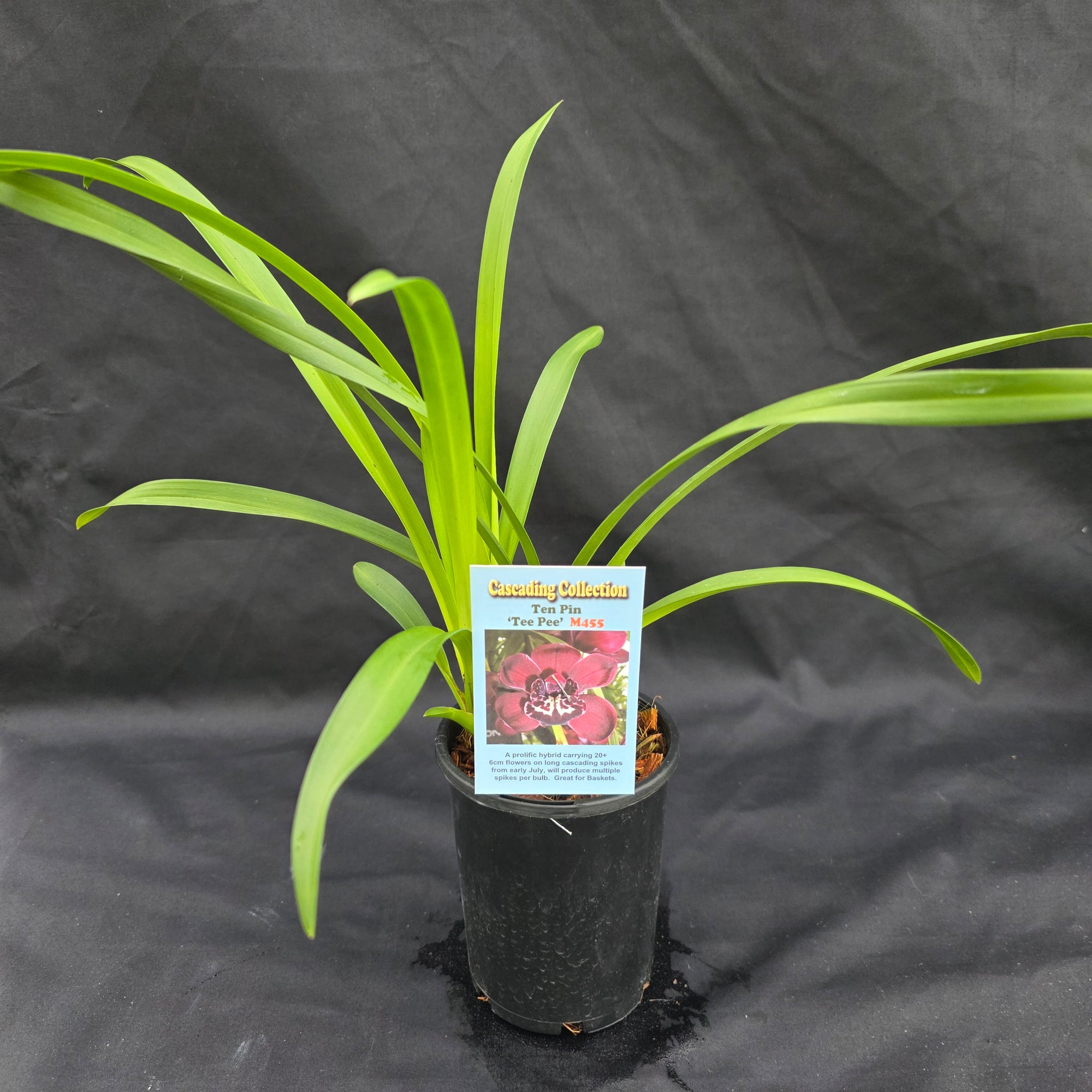 Cymbidium Ten Pin 'Tee Pee'