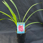 Cymbidium Paradisian Ruby 'Pinky'