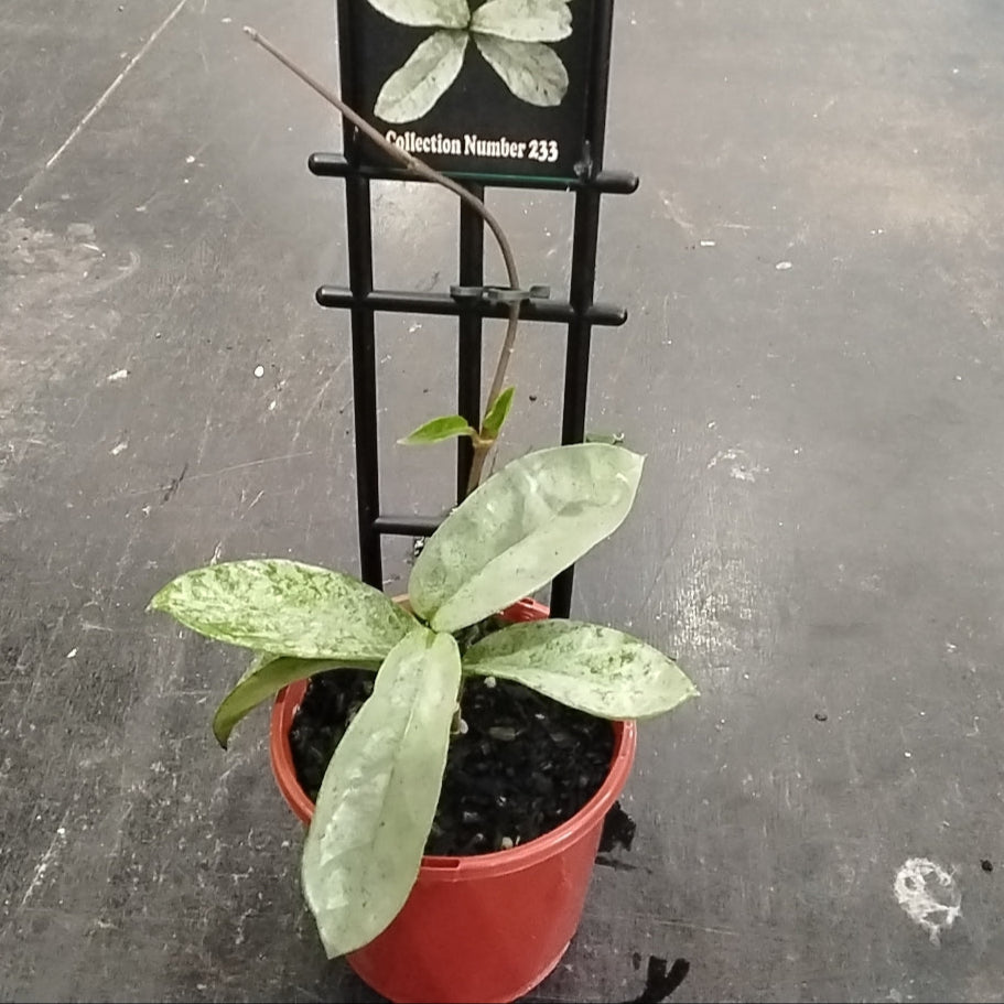 Hoya carnosa 'Grey Ghost' - Hardy Silver Hoya