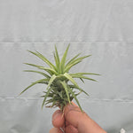 Tillandsia ionantha var. vanhyningii