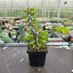 Alluaudia procera - Madagascan Ocotillo