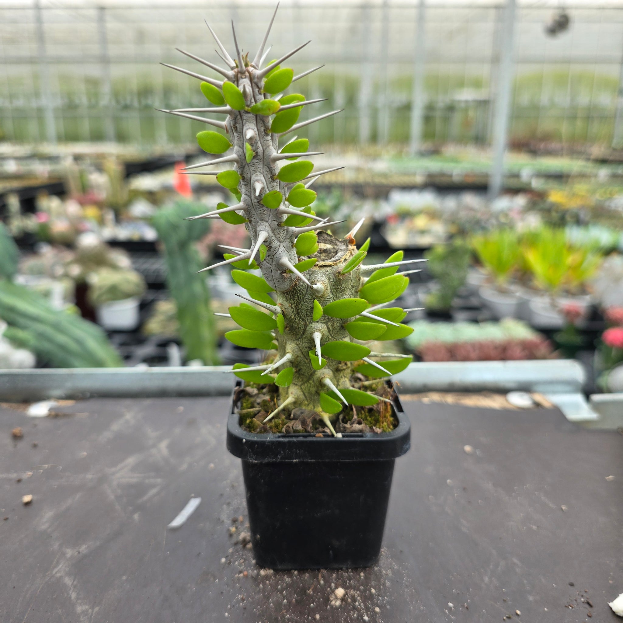 Alluaudia procera - Madagascan Ocotillo