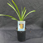 Cymbidium Scallywag 'The Crumpet' Orginal Clone