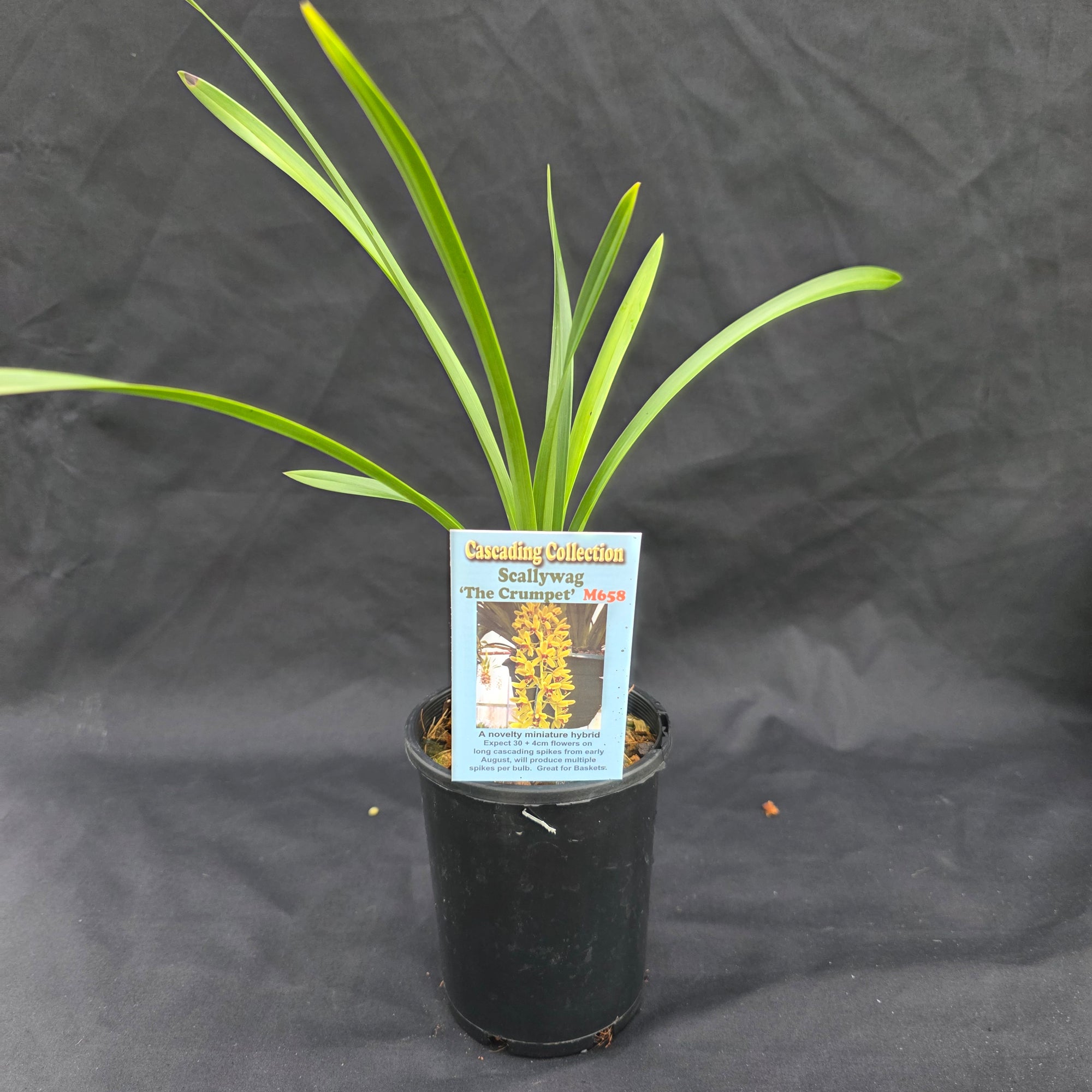 Cymbidium Scallywag 'The Crumpet'