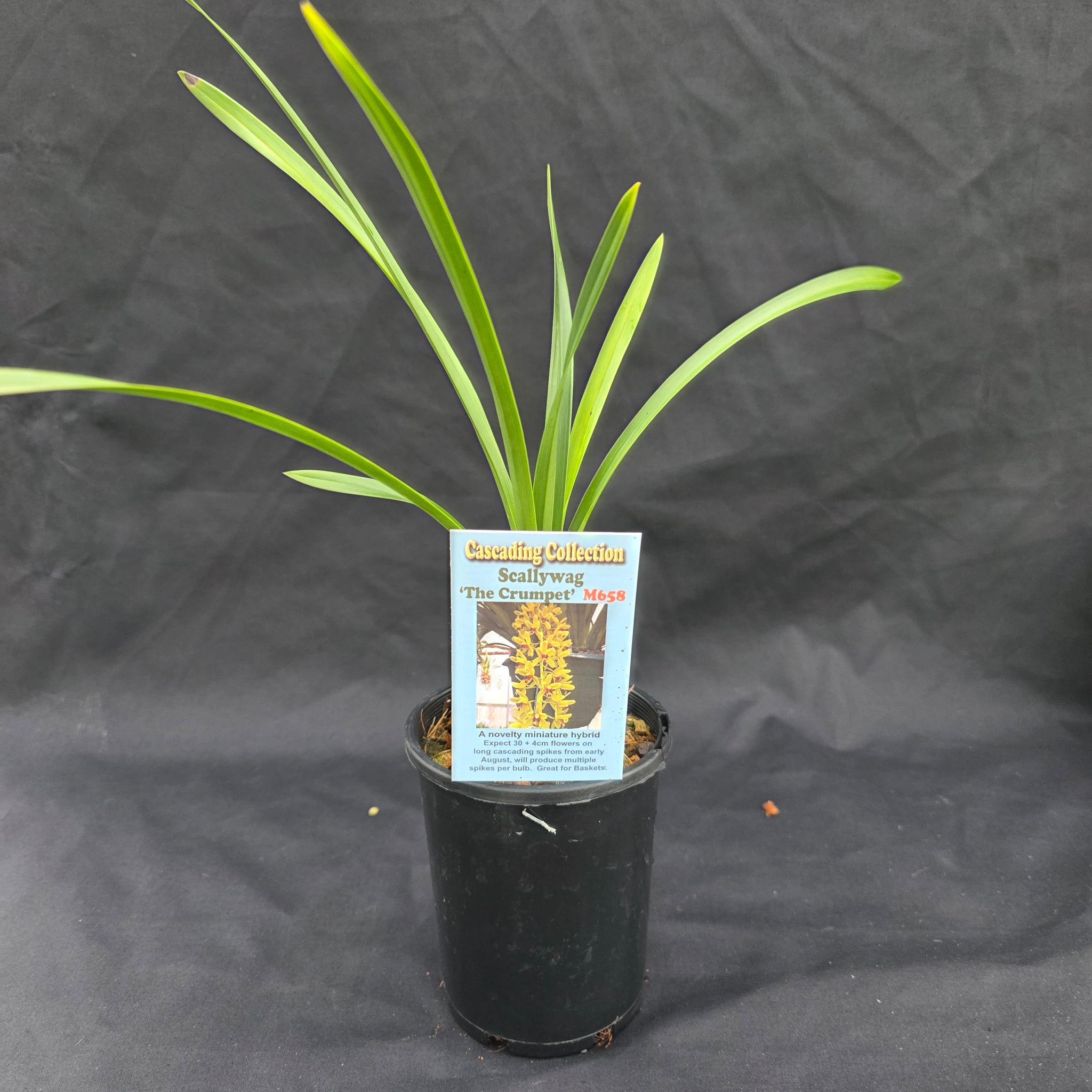 Cymbidium Scallywag 'The Crumpet'