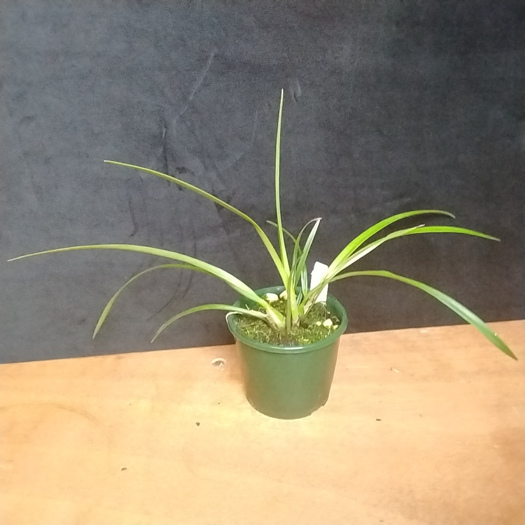 Encyclia belizensis