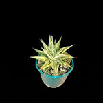 Haworthia limifolia variegata