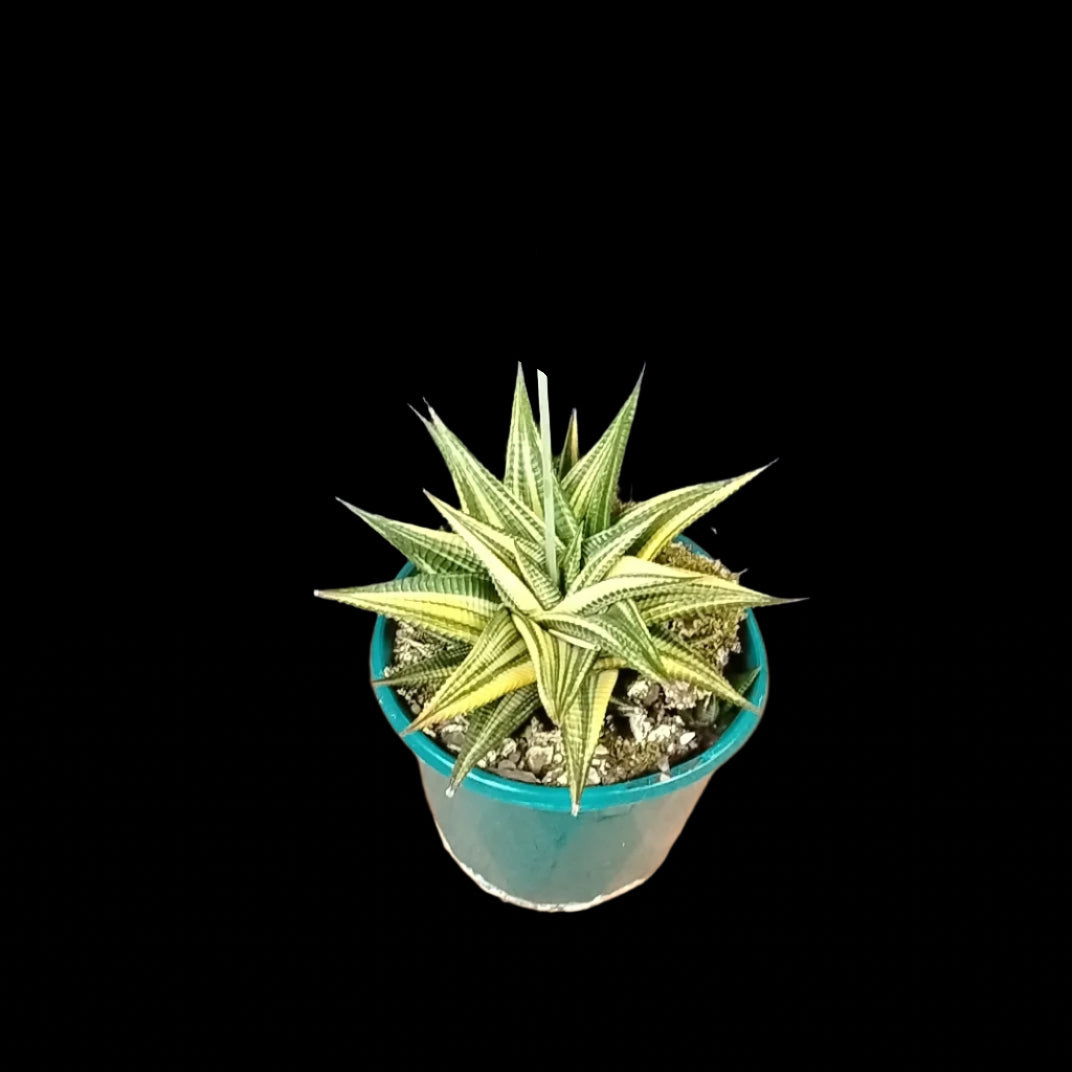 Haworthia limifolia variegata – Collectors Online