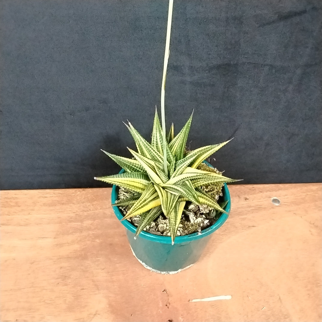 Haworthia limifolia variegata – Rippled Succulent with Marbled Leaves